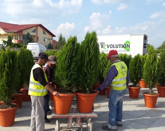 Amenajare spatiu verde Catedrala Voluntari